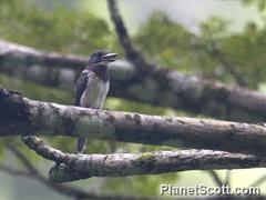 Society Kingfisher photo 3