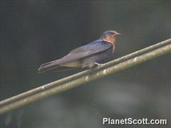 Pacific Swallow photo 5