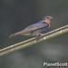 Tahiti Swallow - Photo (c) Scott Bowers, some rights reserved (CC BY-NC), uploaded by Scott Bowers