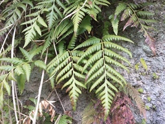 Woodwardia orientalis