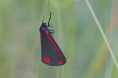 Tyria jacobaeae