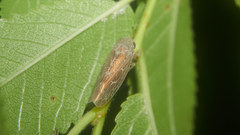 Matsumurella curticauda