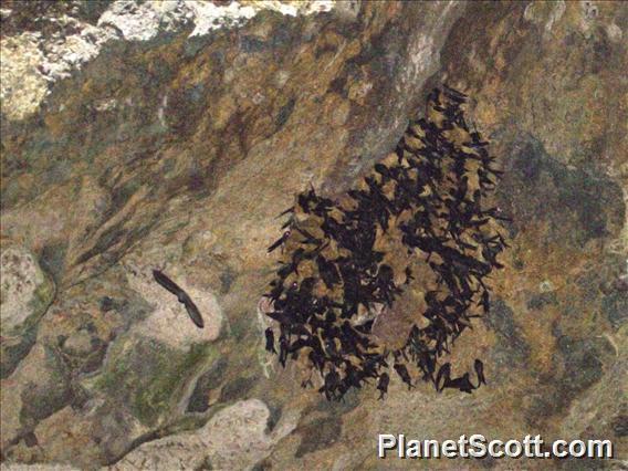 Tahiti Swiftlet