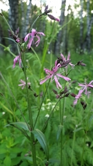 Silene flos-cuculi