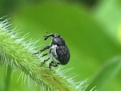 Zacladus