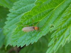 Cantharis rufa