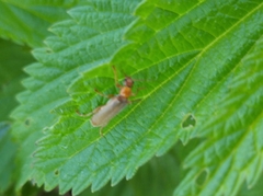 Cantharis rufa