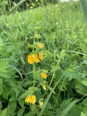 Rhynchocorys orientalis