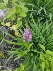 Dactylorhiza incarnata