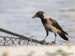 Corvus cornix