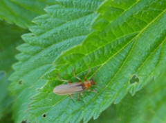 Cantharis rufa