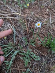 Erigeron eatonii