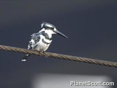 Ceryle rudis