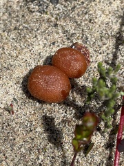 Laccaria maritima