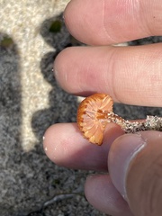 Laccaria maritima