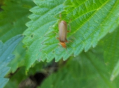 Cantharis rufa
