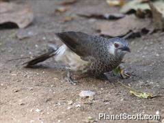 Turdoides leucopygia