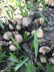 Coprinellus micaceus