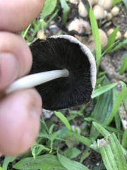 Coprinellus micaceus