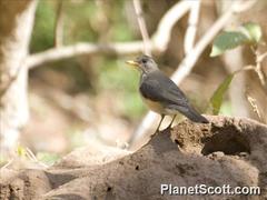 Turdus pelios