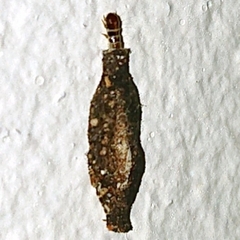 Tineidae