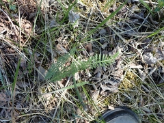 Achillea millefolium borealis