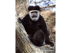 Colobus guereza