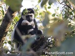 Colobus guereza