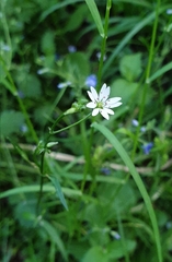 Stellaria graminea