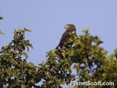 Circaetus