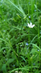 Stellaria graminea