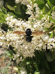 Xylocopa