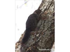 Heliosciurus gambianus