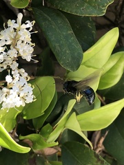 Xylocopa
