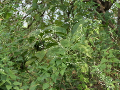 Ouret sanguinolenta