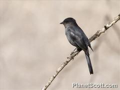 Melaenornis edolioides