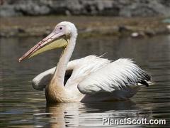 Pelecanus onocrotalus
