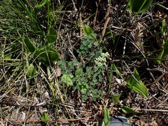 Thalictrum venulosum