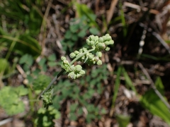 Thalictrum venulosum