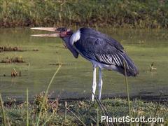 Leptoptilos crumenifer