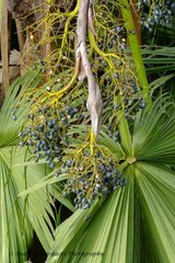 Livistona chinensis