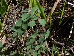 Thalictrum venulosum
