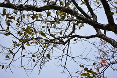 Psilopogon malabaricus