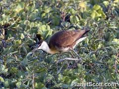 Actophilornis africanus