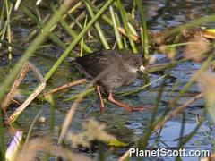 Zapornia flavirostra