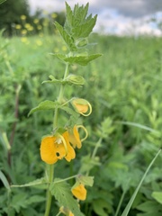 Rhynchocorys orientalis