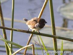 Spermestes cucullata