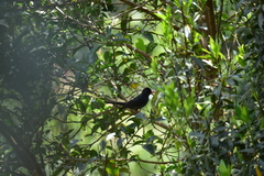 Hypsipetes ganeesa