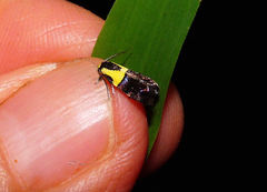 Rectiostoma xanthobasis