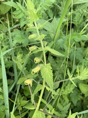 Rhynchocorys orientalis